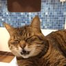 らーめん profil fotoğrafı