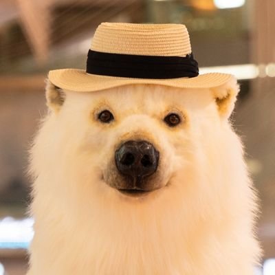 北極日本大使館's profile picture