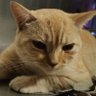 二十斤肥猫蹦蹦哒 的头像
