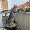 Далмош 的头像