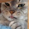 Profilbild von kohaku