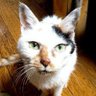 miho🐱🦚's profile picture
