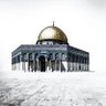 محمد الطرابلسي 🇵🇸 profil fotoğrafı