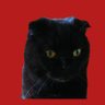 夢_iLYs's profile picture
