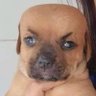 Profilbild von SpiderPolla
