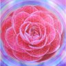 rose of life ✶ profil fotoğrafı