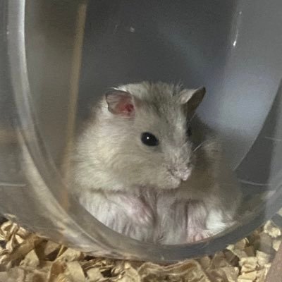 緋葵とはむちゃんねる's profile picture