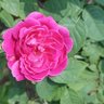 Senthilelakkiya profil fotoğrafı