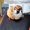 Фото профиля ドラ夫 / サイドFIREにはいくら必要なのか?