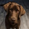 lilTiger's profile picture