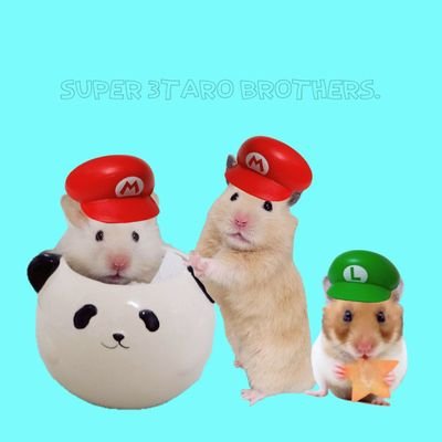 じゃが太郎&ちゃら太郎&じゃむ太郎&しゃり太郎&じゃがいもころころ's profile picture