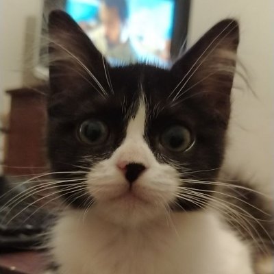nookier's profile picture