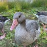 Фото профиля DuckGe