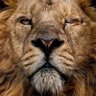 ATTILA's profile picture