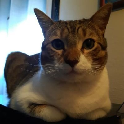 Jurgi Marcus's profile picture