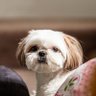 Lu's profile picture