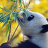 परिंदा 的头像