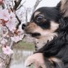 Фото профиля ちゃい