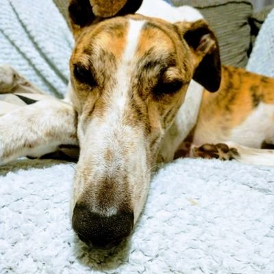 Valley Track Watch's profile picture