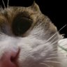 OnlyCattos 的头像