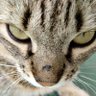 Clorinda profil fotoğrafı
