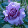 🌸aiooon🌸 profil fotoğrafı