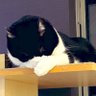 ぐりら profil fotoğrafı