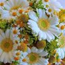 بالقرآن نحيا 🌺samah saied🌺's profile picture