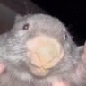 Duke's profile picture