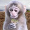 بشتلي بشتلي 的头像