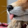SFKosky 的头像