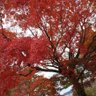 Profilbild von また