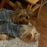 Profilbild von Yorkies