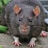 Dfzin Rato disputado das piranha🐀 的头像