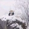 billa 的头像