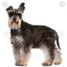 Zhen's profile picture