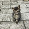 Фото профиля Olgun bir dost