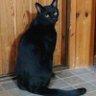 Фото профиля 猫神ねこ。@メンタルやられました('A`)