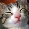 neko.usa's profile picture
