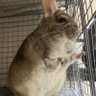 sora☁️チンチラのシナモン profil fotoğrafı