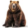 Profilbild von BearlyEvenThere