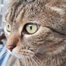 Papou's profile picture