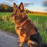Profilbild von Orthocrat