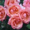 Фото профиля notlegaladvice