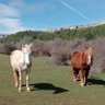 Profilbild von ZuriGasteiz
