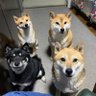 のぶのぶ@1970 profil fotoğrafı