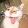 cat7 ็ๅคดๅ