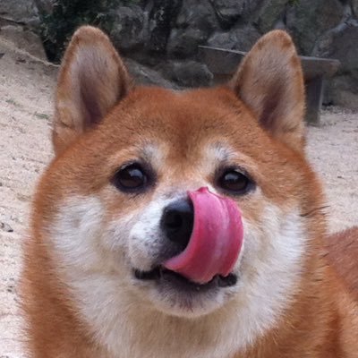 お米ジャパン's profile picture