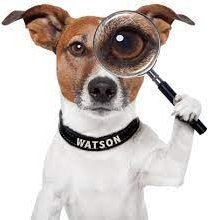 TheIrishWatchdog's profile picture