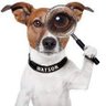 TheIrishWatchdog's profile picture